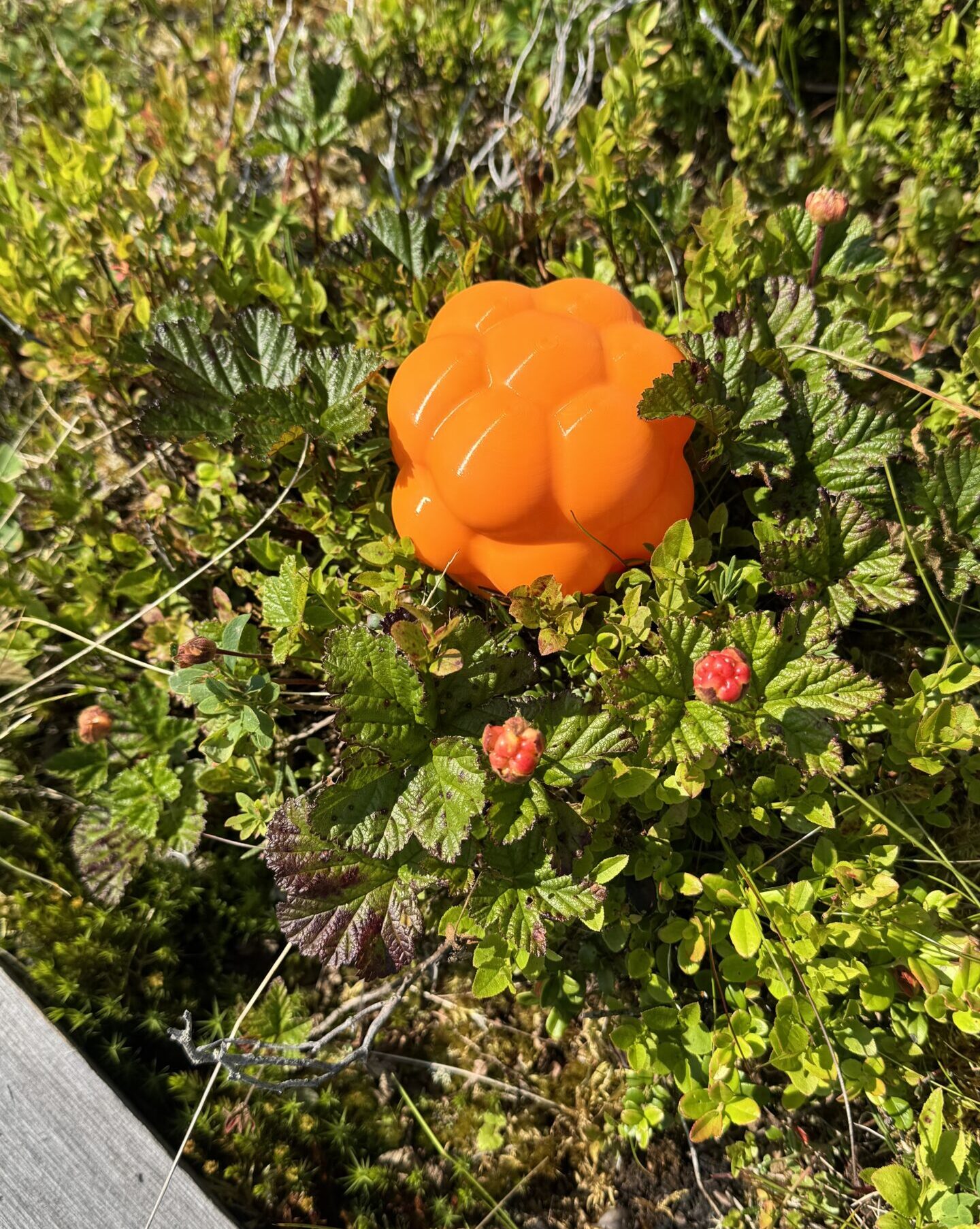 Home hjortron med hjortron2
